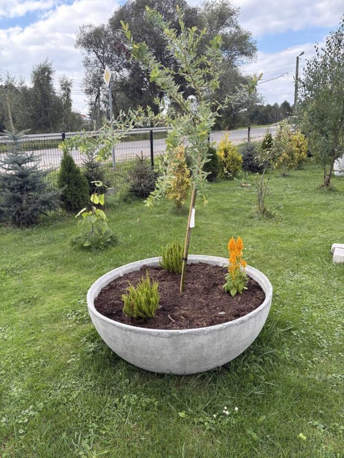 Donica betonowa WIENNA XL (1) Donica betonowa WIENNA XL (1)