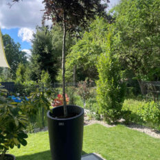 Betonowe donice (1)